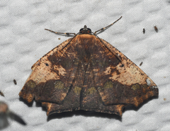 Paragonia cruraria