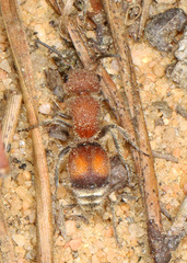 Pseudomethoca simillima