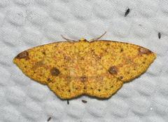 Periclina rumiaria