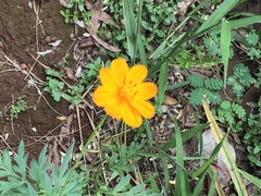 Cosmos sulphureus