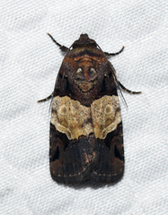 Hampsonodes naevia