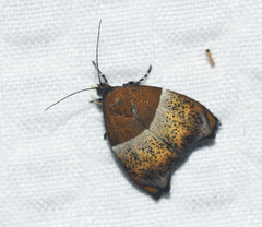 Hemerophila