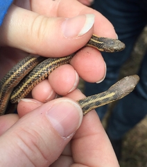 Thamnophis butleri