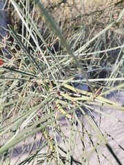 Parkinsonia aculeata