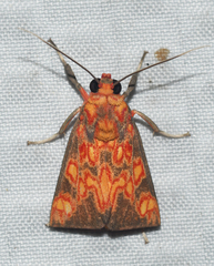 Melese flavimaculata