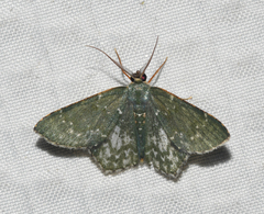 Chloropteryx dealbata