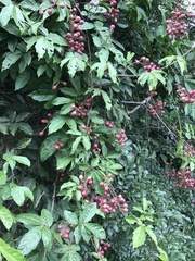 Paullinia pinnata