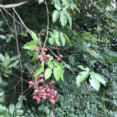 Paullinia pinnata