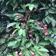 Paullinia pinnata