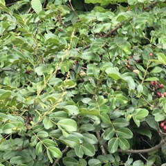 Paullinia pinnata