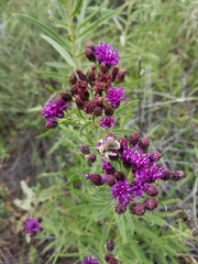 Vernonia marginata