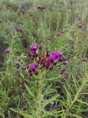 Vernonia marginata