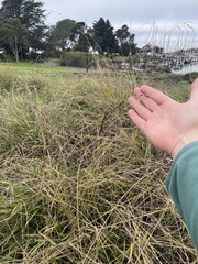 Epicoccum andropogonis