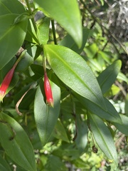 Lisianthius axillaris