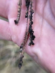 Epicoccum andropogonis