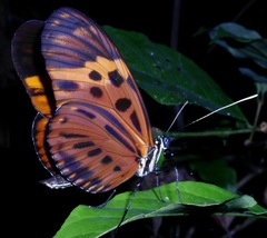 Heliconius numata