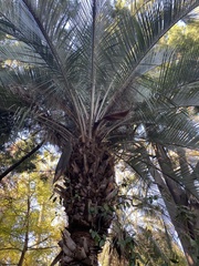 Butia eriospatha