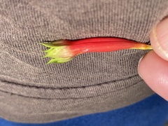 Lisianthius axillaris