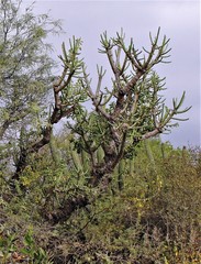 Quiabentia verticillata
