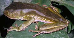 Phyllomedusa camba