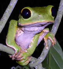 Phyllomedusa camba
