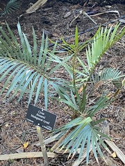 Cycas thouarsii