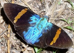 Porphyrogenes omphale