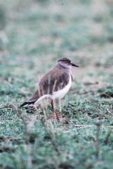 Vanellus melanopterus