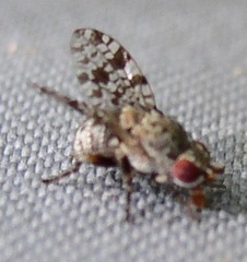 Odiniidae