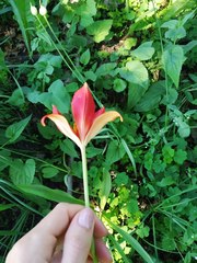Tulipa sprengeri
