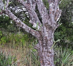 Quiabentia verticillata