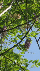 Wisteria frutescens