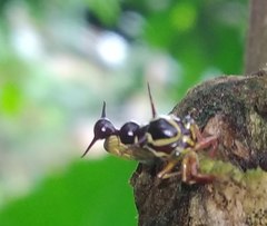 Heteronotinae