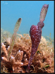 Ghost Pipefish photo 5