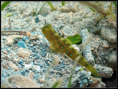 Cryptocentrus fasciatus