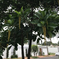 Lophanthera lactescens