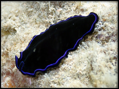 Pseudoceros caeruleocinctus