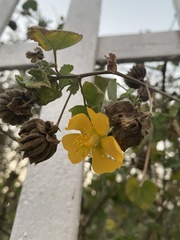 Abutilon indicum