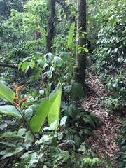 Heliconia spathocircinata