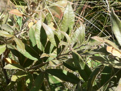 Searsia discolor