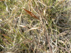 Monocymbium ceresiiforme