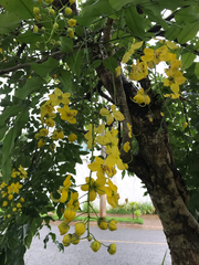 Cassia fistula