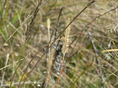 Setaria sphacelata torta