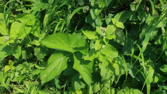 Arafoe aromatica