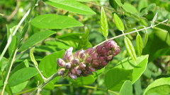 Wisteria frutescens