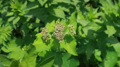 Arafoe aromatica
