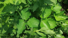 Arafoe aromatica