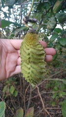 Mucuna sloanei