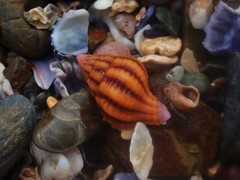 Peristernia reincarnata