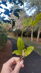 Mucuna sloanei